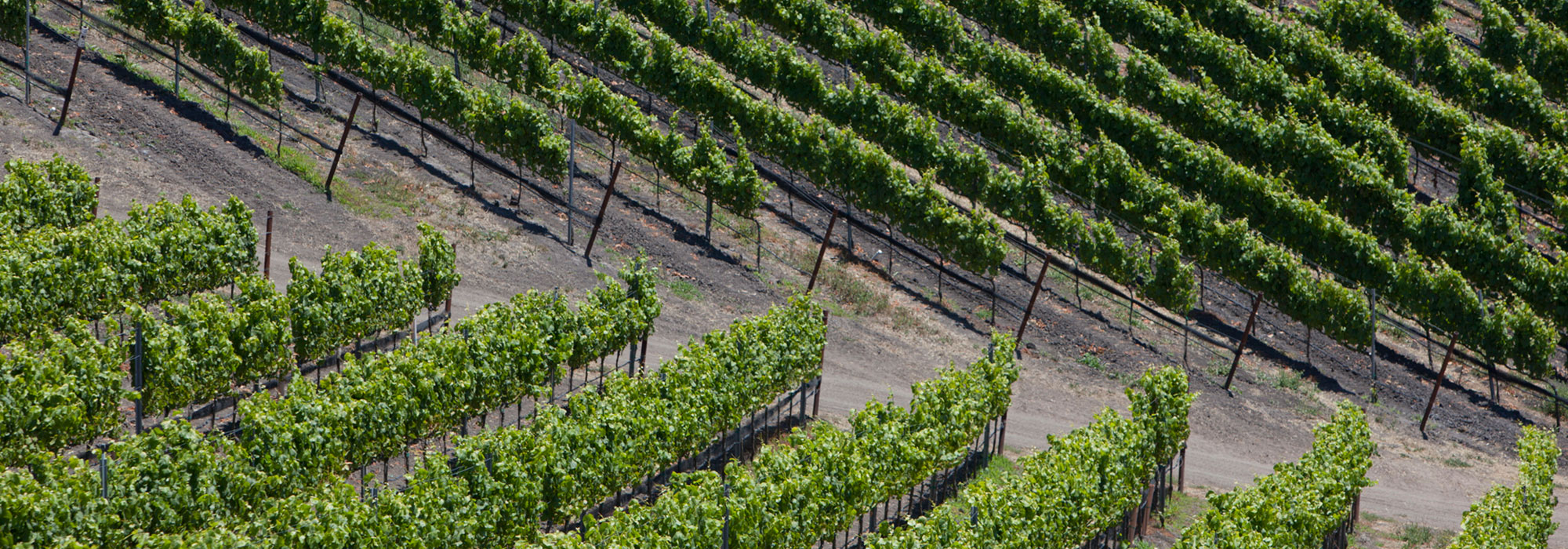 slider-image4